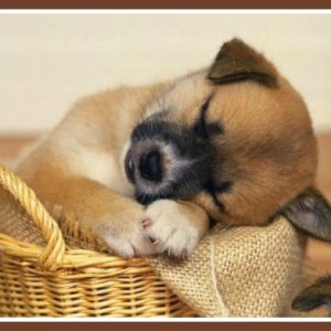 Before Getting Your New Puppy Answer 5 Critical Questions