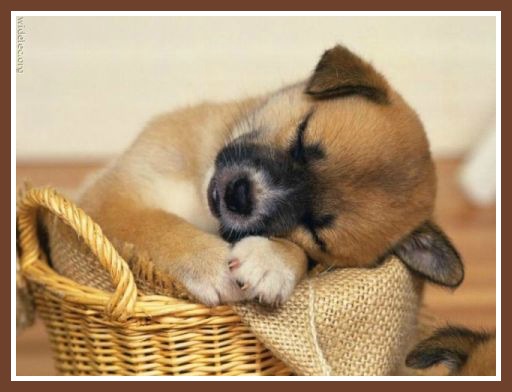 Before Getting Your New Puppy Answer 5 Critical Questions