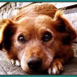 My Dog is Scared of Other Dogs