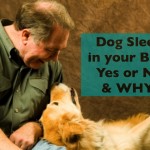 Dog Sleeping with you can create dog behavior problems