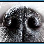 Have fun and tired your dog out with dog nose work