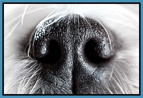 dogs nose SF Step by Step Fun with Dog Nose Work