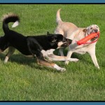 tips to avoid dominant dog problems