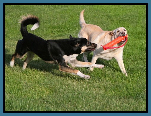 dominant dogs playing with a toy F 3 Tips to Avoid Dominant Dog Problems