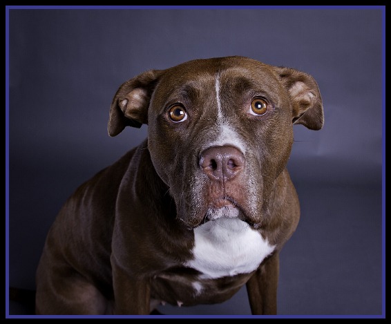guilty dog My Dog Looks Guilty When