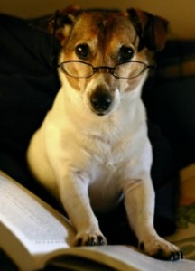 smartdog web 216x300 Professional Dog Trainer Program