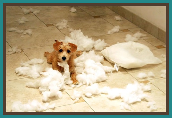 I Have A Destructive Dog