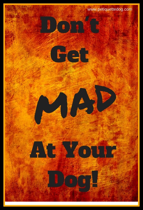 Dont Get Mad at Your Dog blog post1 Don’t Get Mad at Your Dog
