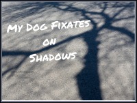 Dog Fixates on Shadows F