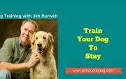 Train Your Dog to Stay, Dog Training Houston