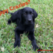 Puppy Training Houston Jim Burwell