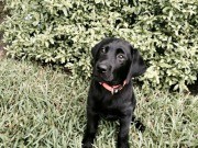 dog training Houston, Jim Burwell