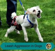 dog behavior Houston, Jim Burwell