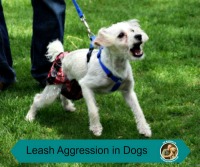 dog behavior Houston, Jim Burwell