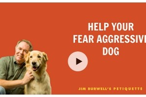 fear aggression, dog behavior Houston, Jim Burwell