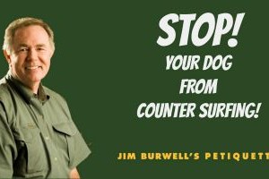 dog behavior Houston, Jim Burwell