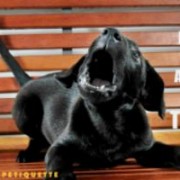 barking dog, Jim Burwell, dog behavior Houston